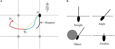 Awn Morphology Influences Dispersal, Microsite Selection and Burial of Australian Native Grass Diaspores